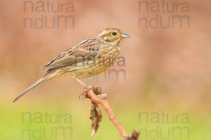 Foto di Zigolo nero (Emberiza cirlus)