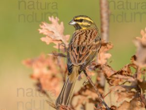 Foto di Zigolo nero (Emberiza cirlus)