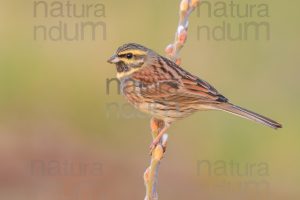Photos of Cirl Bunting (Emberiza cirlus)