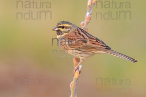 Foto di Zigolo nero (Emberiza cirlus)