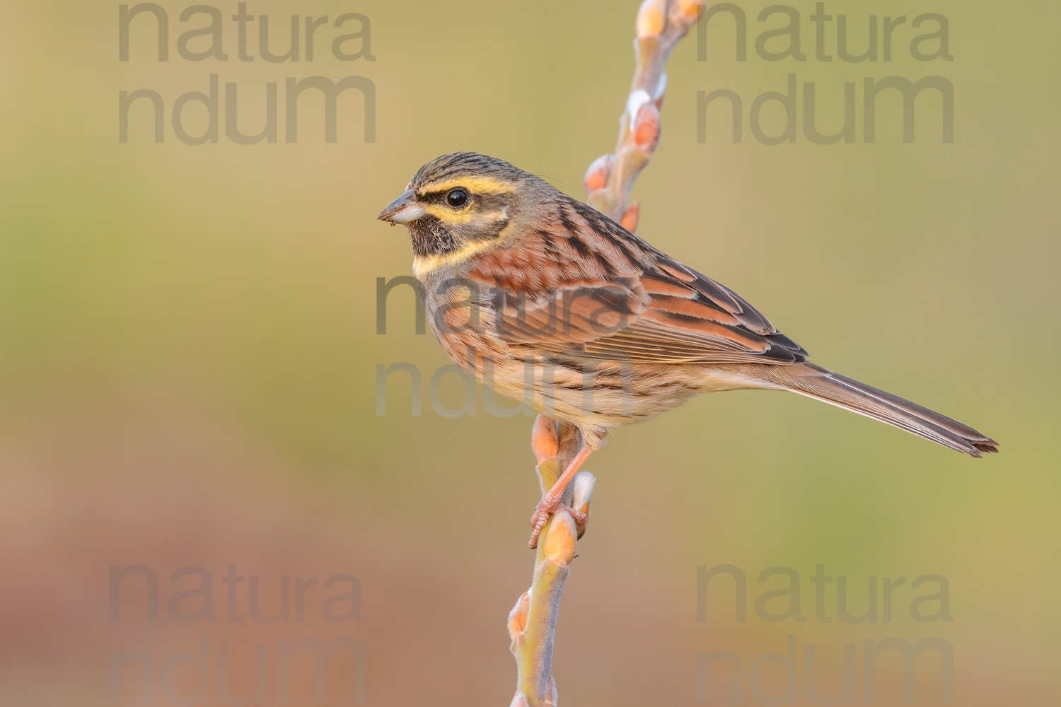 Foto di Zigolo nero (Emberiza cirlus)