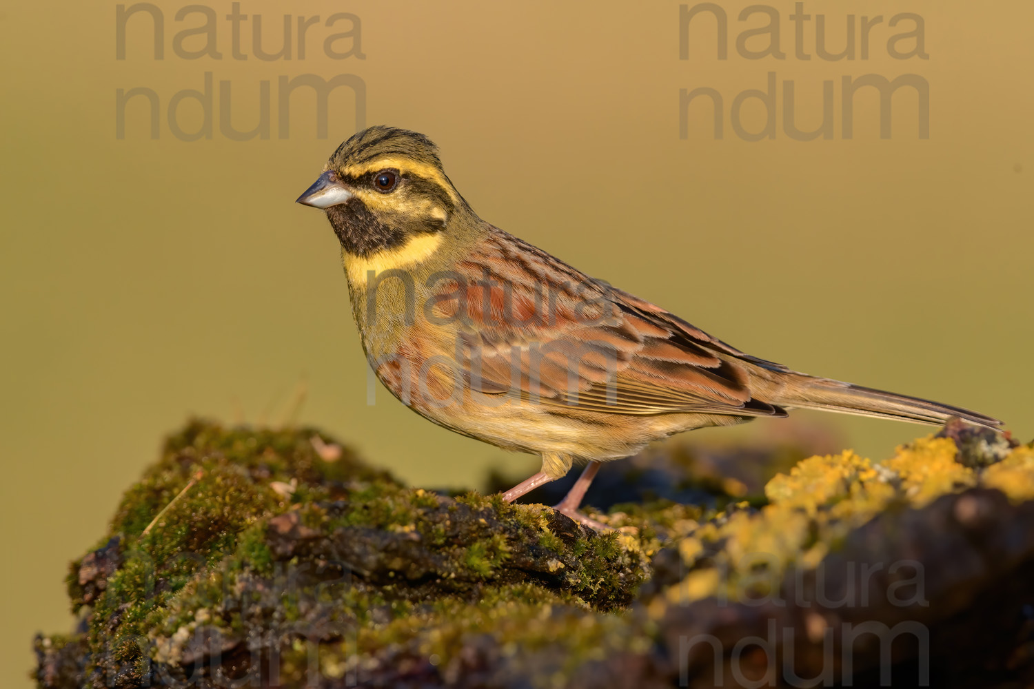 Foto di Zigolo nero (Emberiza cirlus)