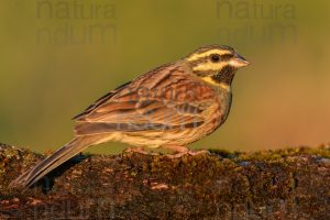 Foto di Zigolo nero (Emberiza cirlus)