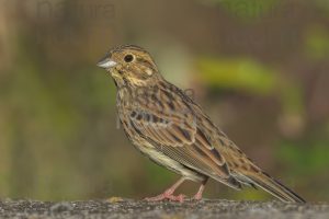 Photos of Cirl Bunting (Emberiza cirlus)