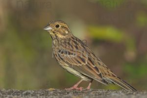 Foto di Zigolo nero (Emberiza cirlus)