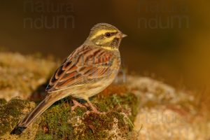 Foto di Zigolo nero (Emberiza cirlus)