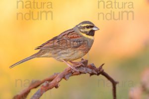 Foto di Zigolo nero (Emberiza cirlus)