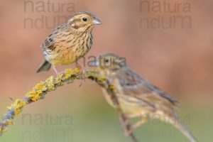 Foto di Zigolo nero (Emberiza cirlus)