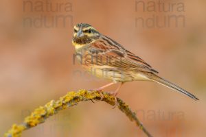 Foto di Zigolo nero (Emberiza cirlus)