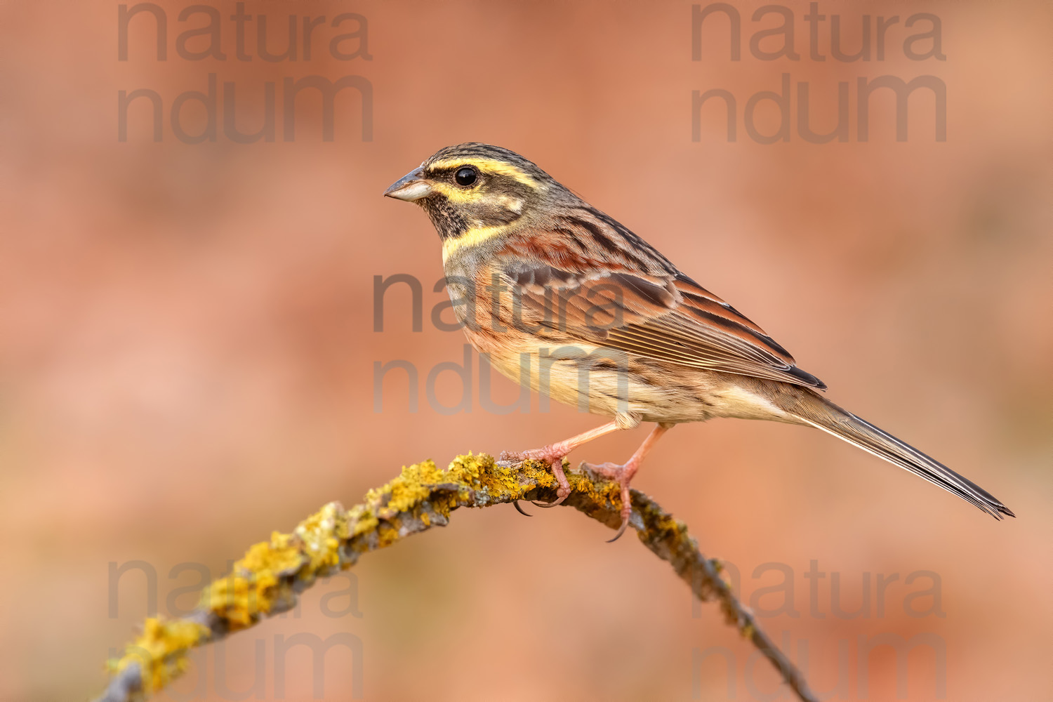 Photos of Cirl Bunting (Emberiza cirlus)