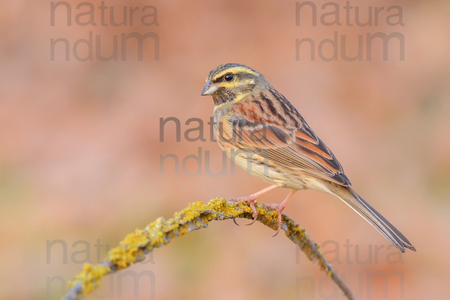 Foto di Zigolo nero (Emberiza cirlus)