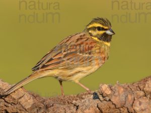 Foto di Zigolo nero (Emberiza cirlus)