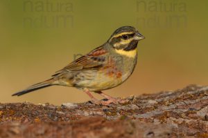 Foto di Zigolo nero (Emberiza cirlus)