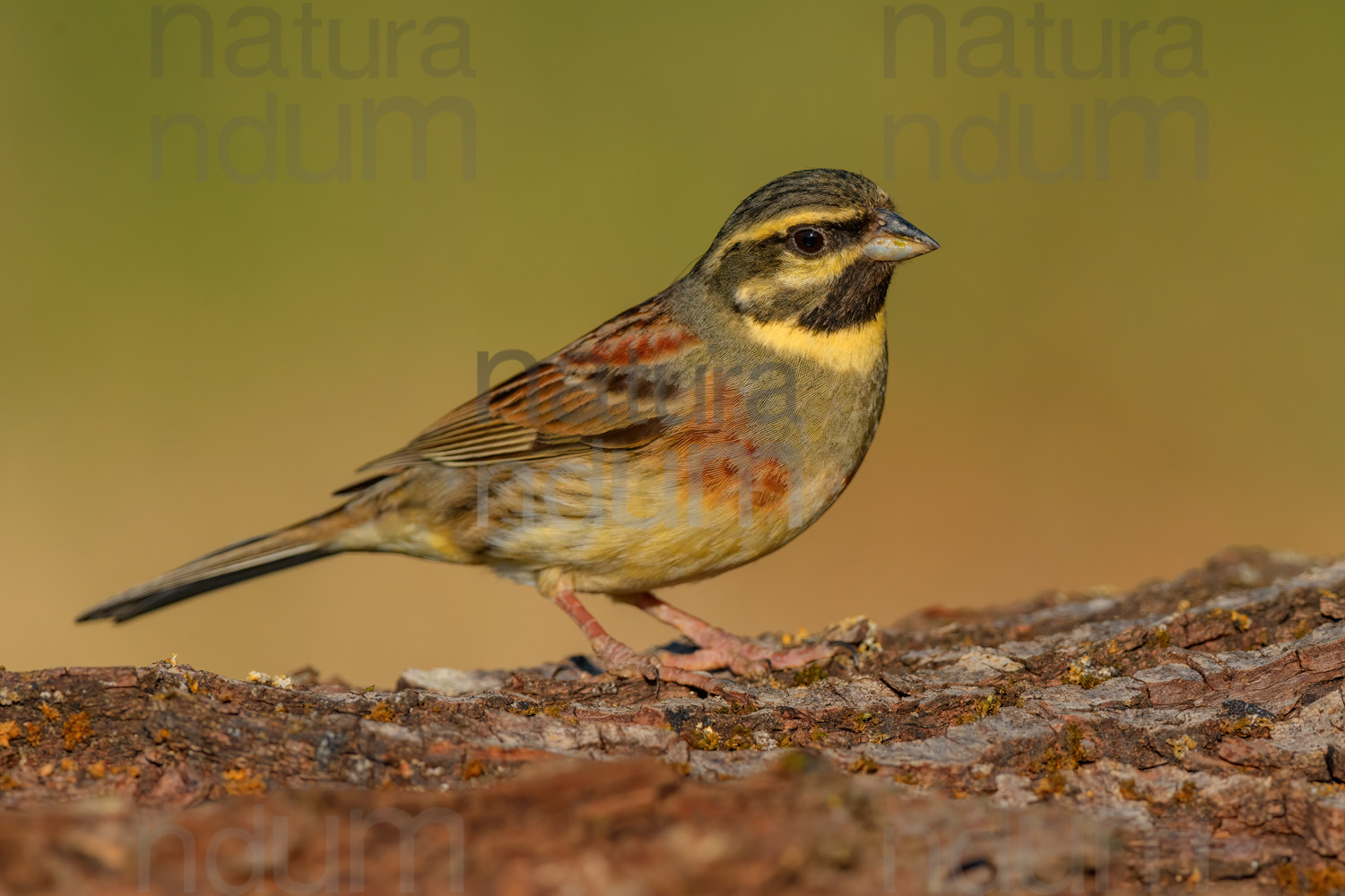 Photos of Cirl Bunting (Emberiza cirlus)