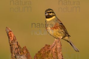 Foto di Zigolo nero (Emberiza cirlus)