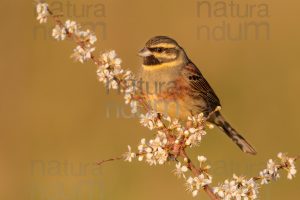 Foto di Zigolo nero (Emberiza cirlus)