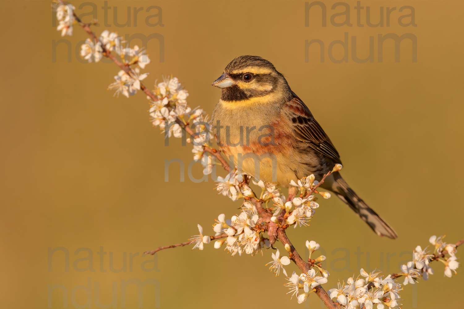 Photos of Cirl Bunting (Emberiza cirlus)