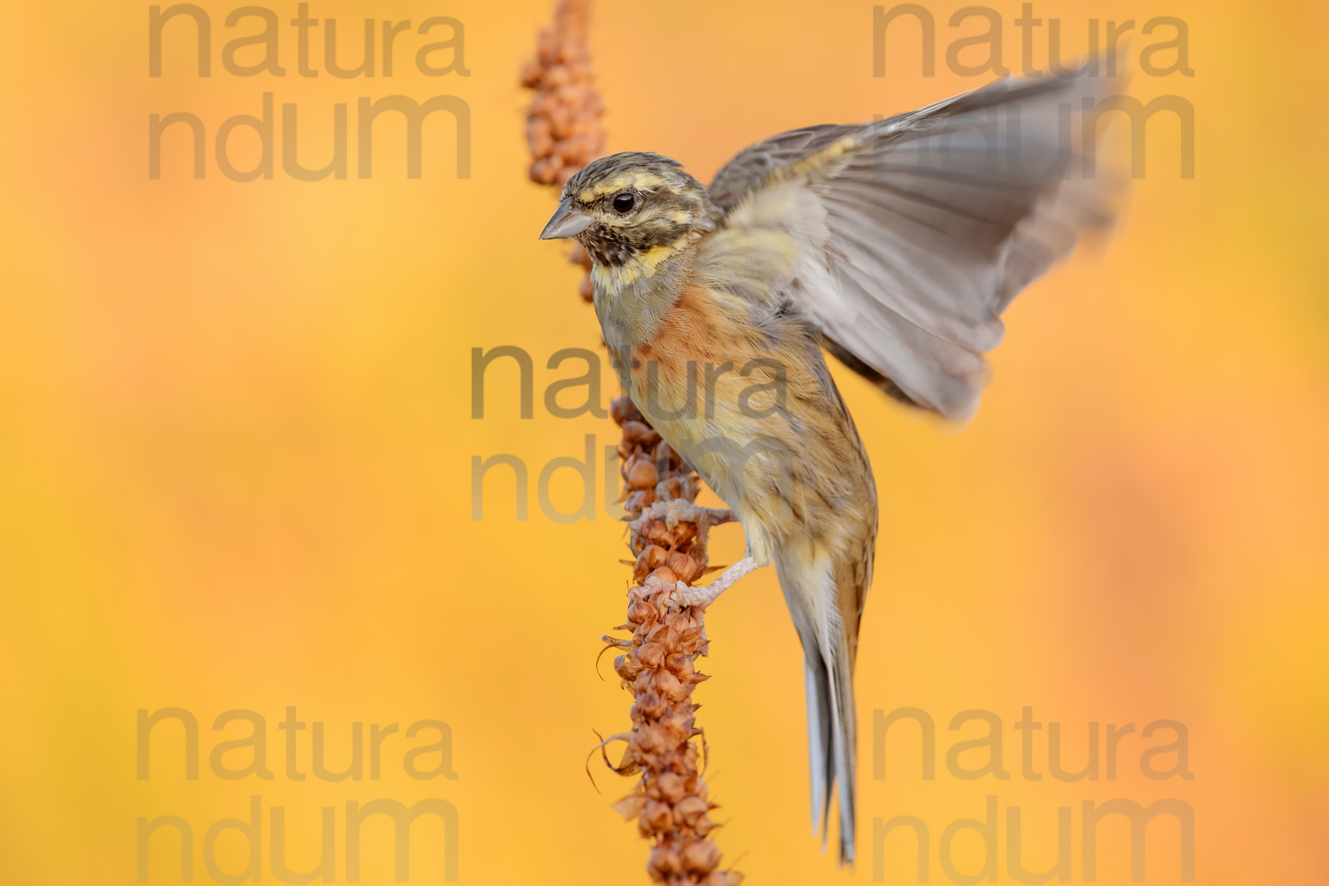 Foto di Zigolo nero (Emberiza cirlus)