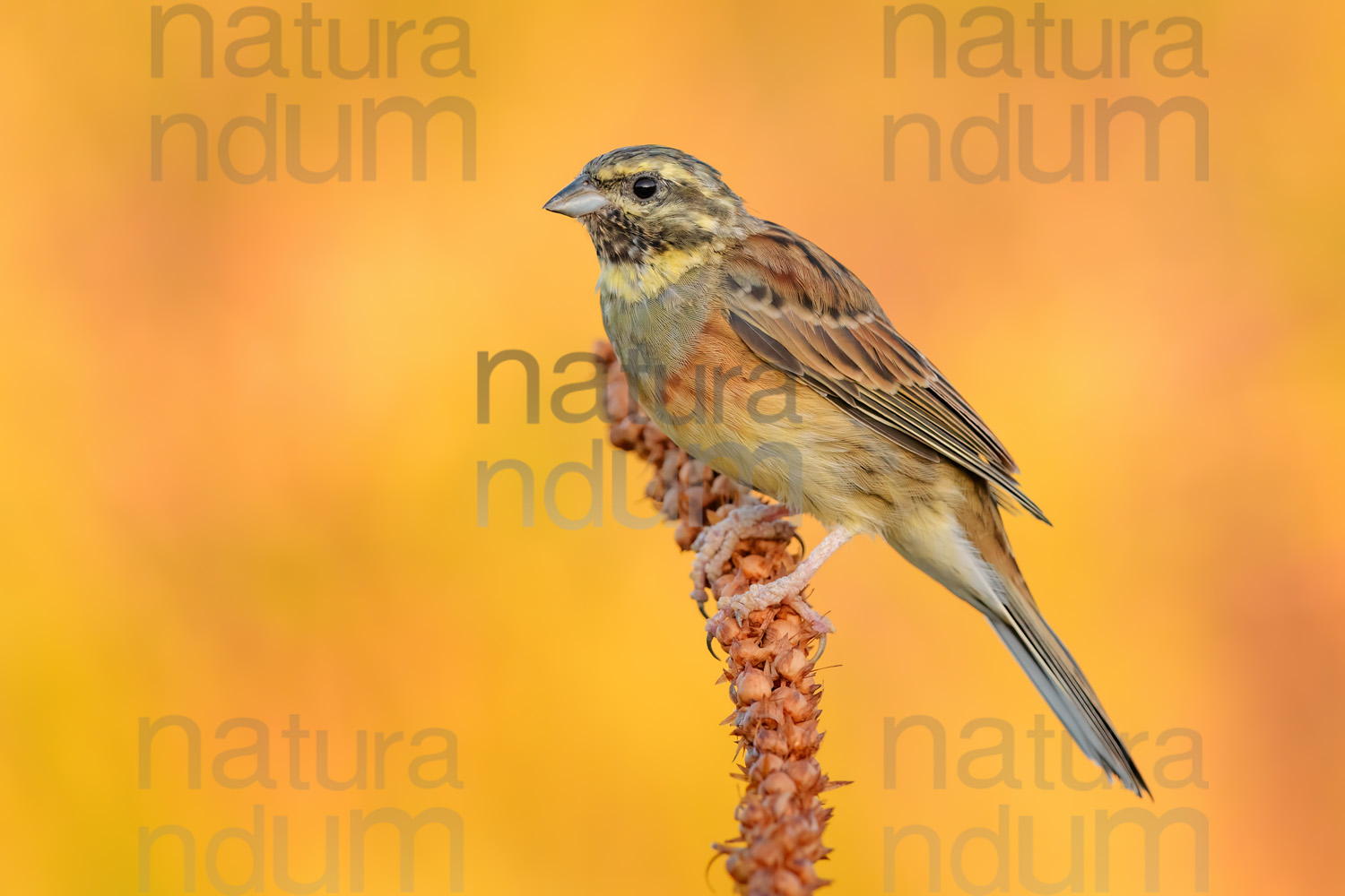 Foto di Zigolo nero (Emberiza cirlus)