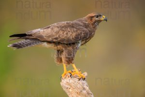 Foto di Poiana (Buteo buteo)