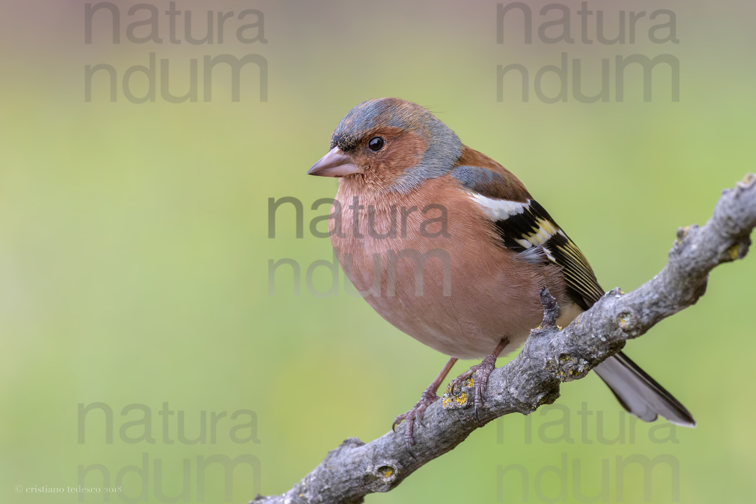 Foto di Fringuello (Fringilla coelebs)