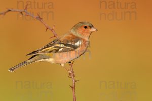Photos of Common Chaffinch (Fringilla coelebs)