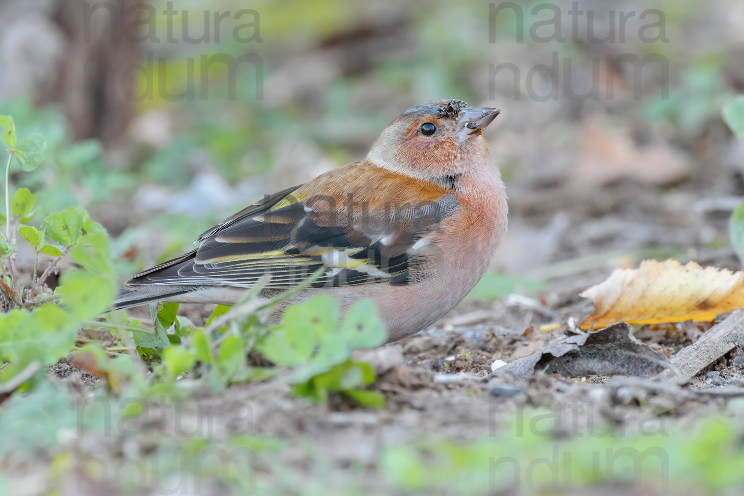 Foto di Fringuello (Fringilla coelebs)