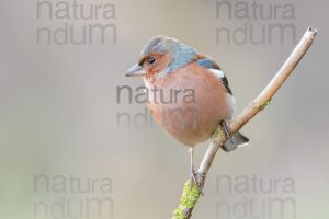 Photos of Common Chaffinch (Fringilla coelebs)