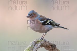 Photos of Common Chaffinch (Fringilla coelebs)