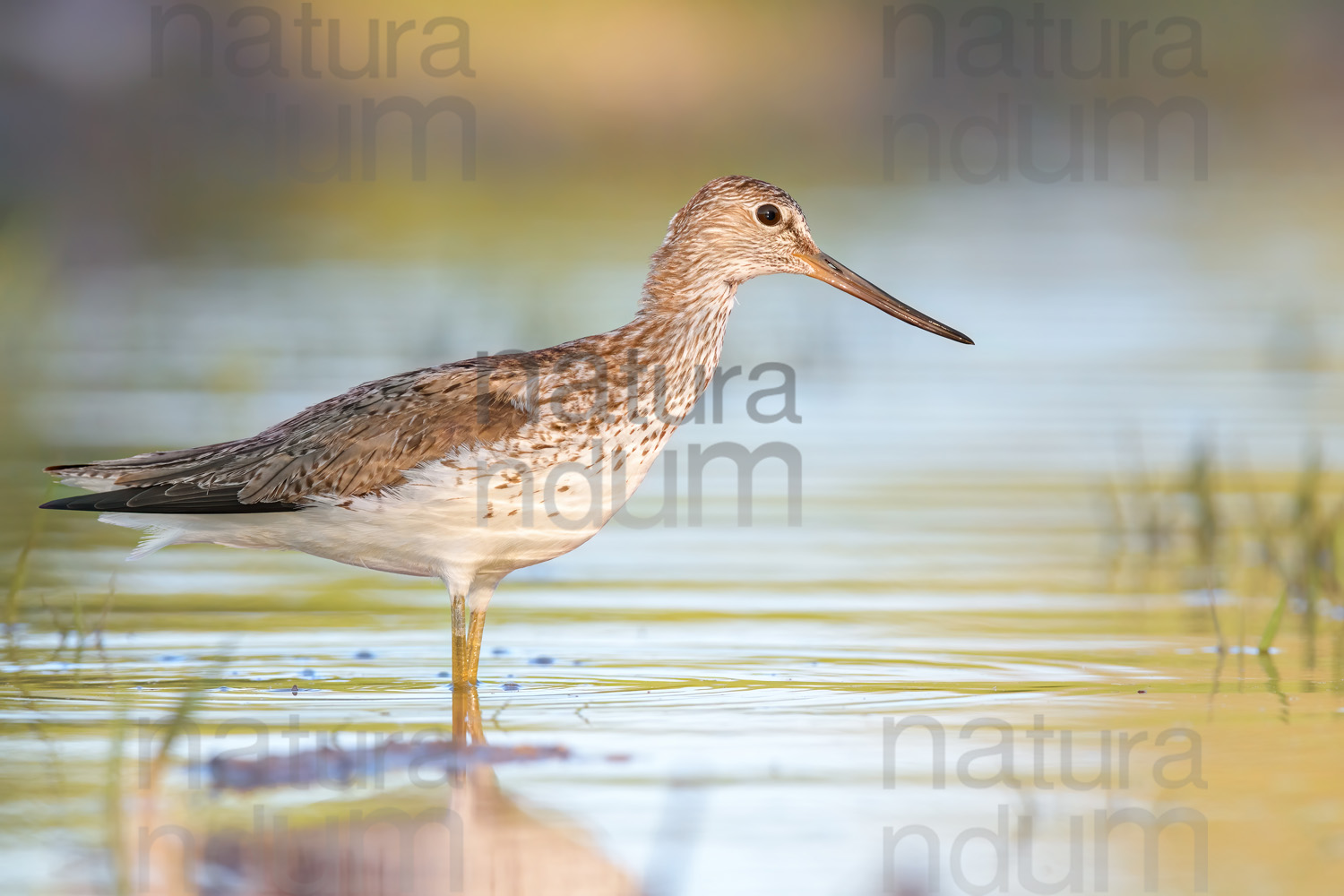 Photos of Common Greenshank (Tringa nebularia)