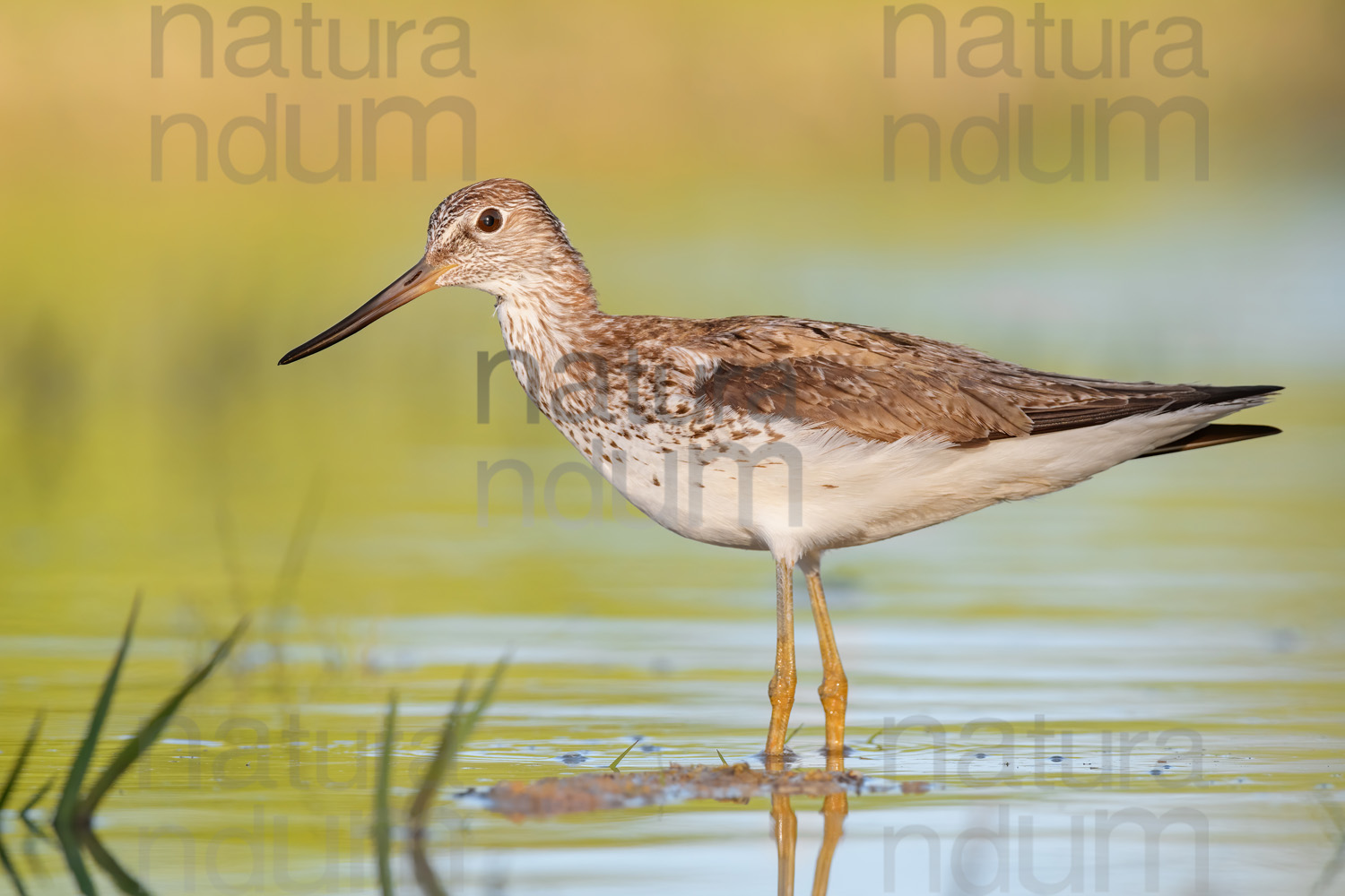 Photos of Common Greenshank (Tringa nebularia)