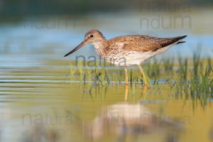 Foto di Pantana (Tringa nebularia)
