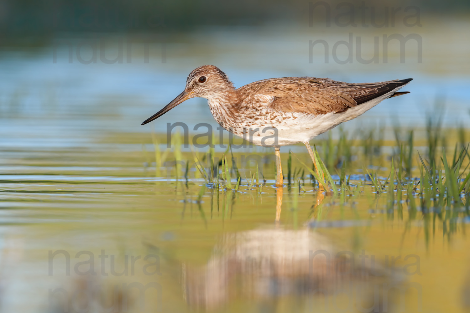 Photos of Common Greenshank (Tringa nebularia)