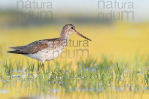 Photos of Common Greenshank (Tringa nebularia)