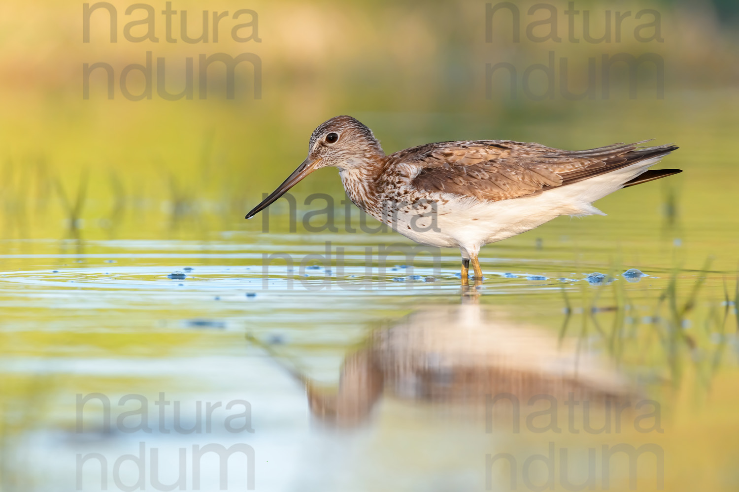 Photos of Common Greenshank (Tringa nebularia)