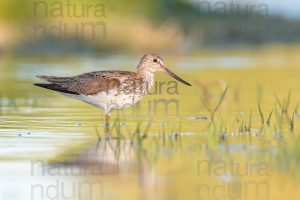 Foto di Pantana (Tringa nebularia)
