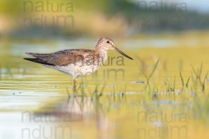 Photos of Common Greenshank (Tringa nebularia)