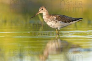 Photos of Common Greenshank (Tringa nebularia)