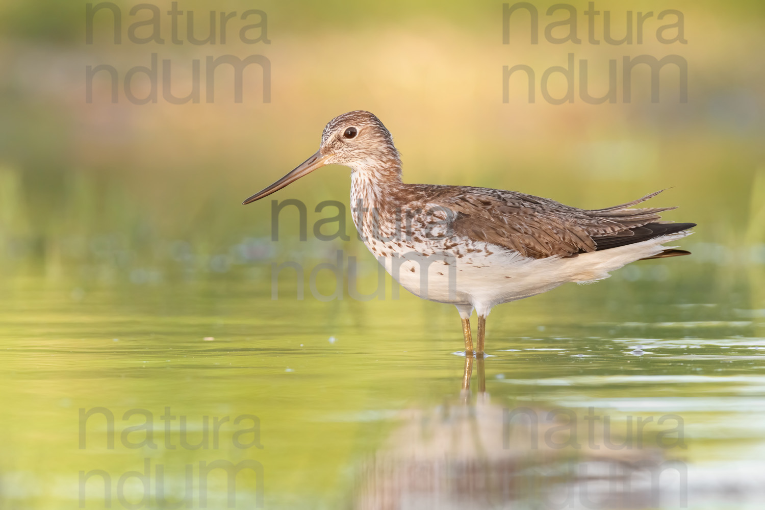 Photos of Common Greenshank (Tringa nebularia)