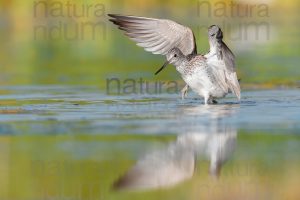Foto di Pantana (Tringa nebularia)