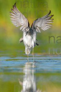 Photos of Common Greenshank (Tringa nebularia)
