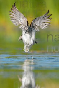 Photos of Common Greenshank (Tringa nebularia)