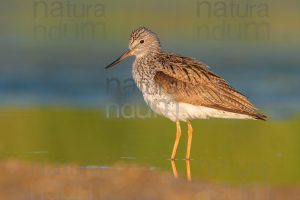 Photos of Common Greenshank (Tringa nebularia)