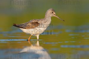 Photos of Common Greenshank (Tringa nebularia)