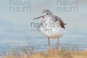 Foto di Pantana (Tringa nebularia)