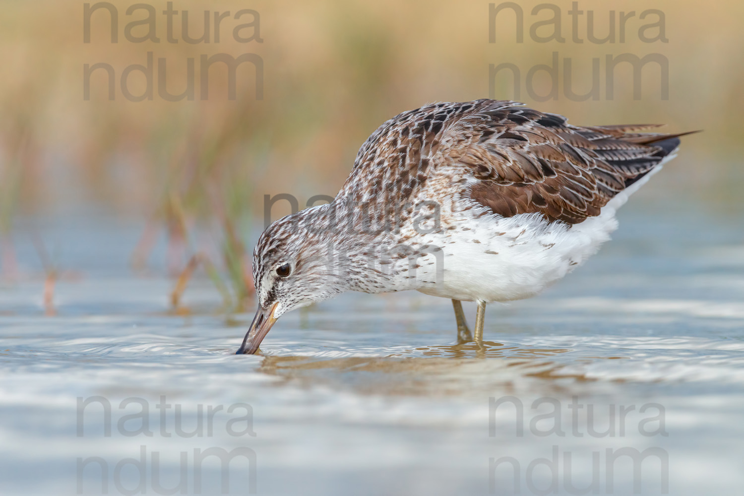 Photos of Common Greenshank (Tringa nebularia)