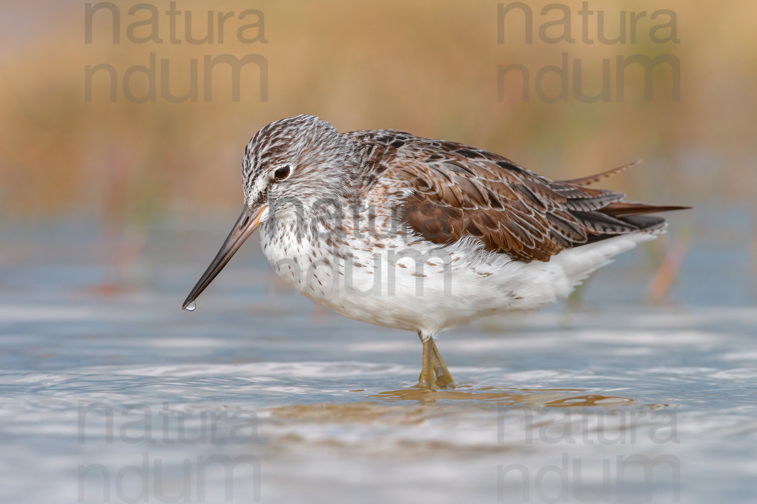 Photos of Common Greenshank (Tringa nebularia)