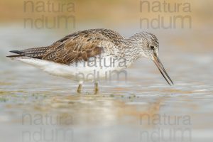 Foto di Pantana (Tringa nebularia)
