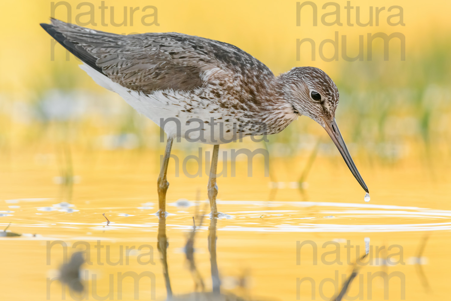 Photos of Common Greenshank (Tringa nebularia)