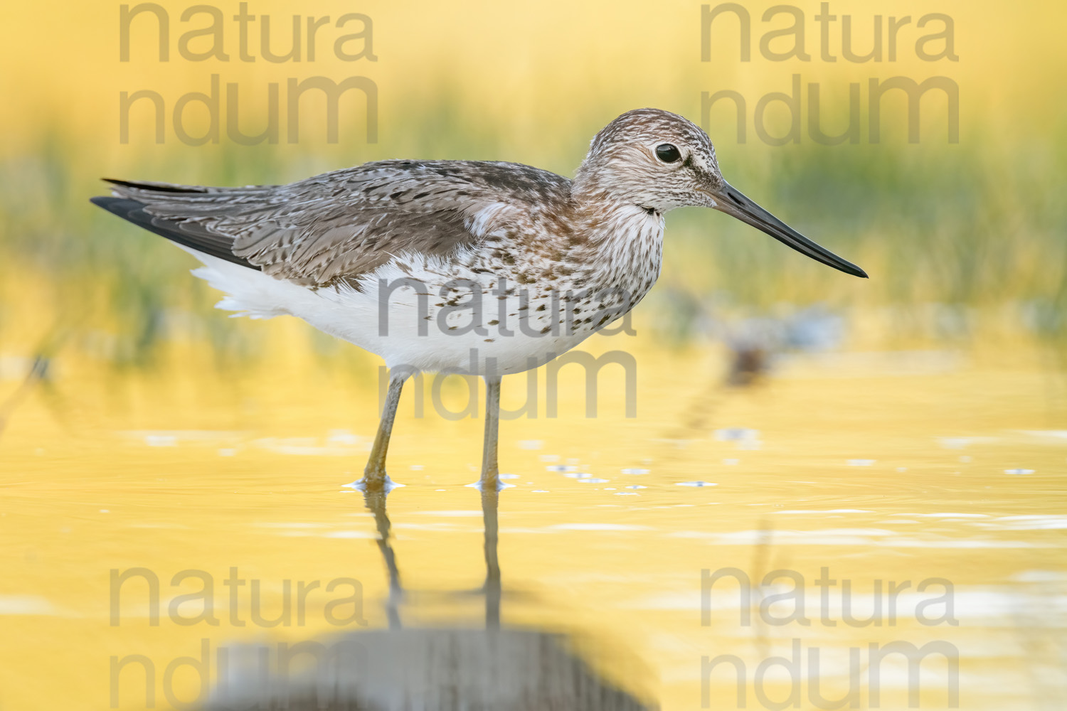 Foto di Pantana (Tringa nebularia)